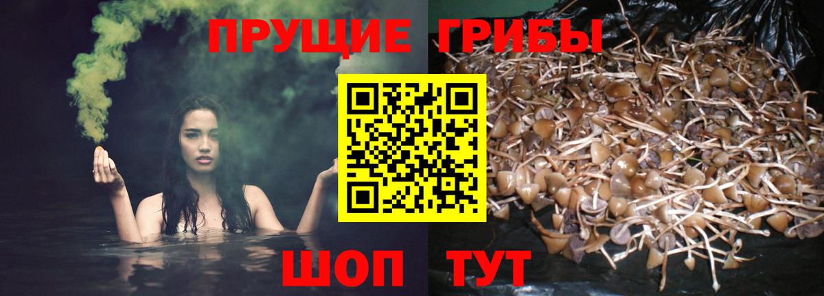 Псилоцибиновые грибы Cubensis Кинель